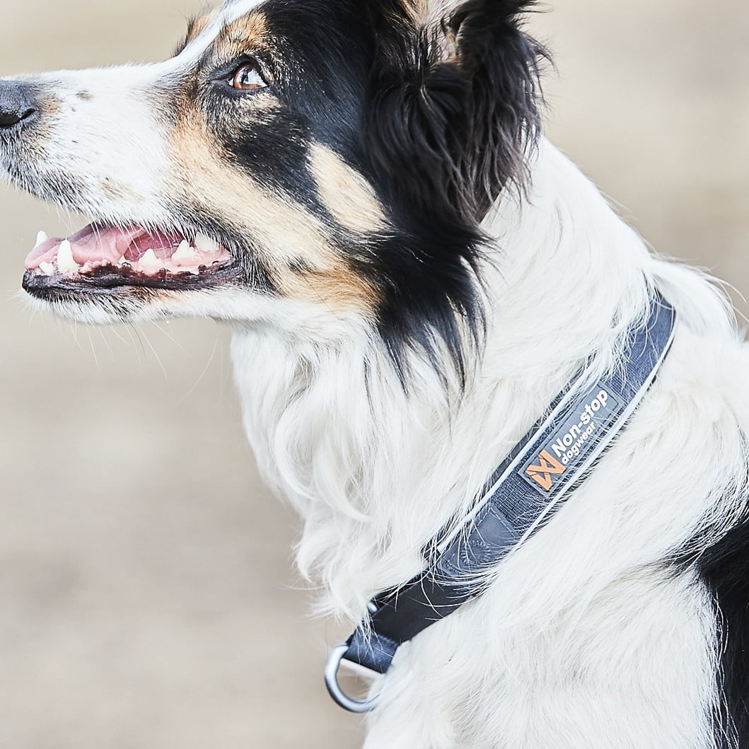 Cruise Collar – Coleira para Cães | Non-stop dogwear