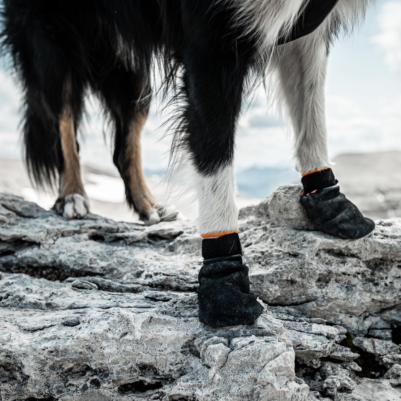 Protector Bootie – Meia Protetora de Patas | Non-stop dogwear