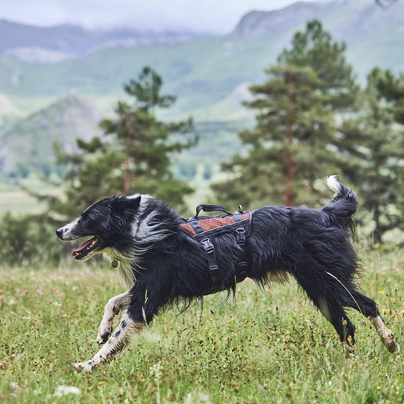 Rock Harness Long – Arnês Esportivo para Cães | Non-stop dogwear