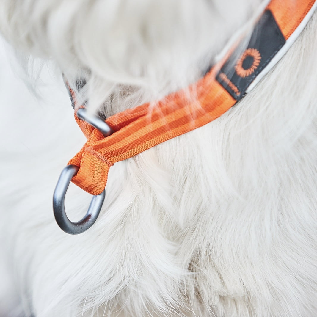 Cruise Collar – Coleira para Cães | Non-stop dogwear