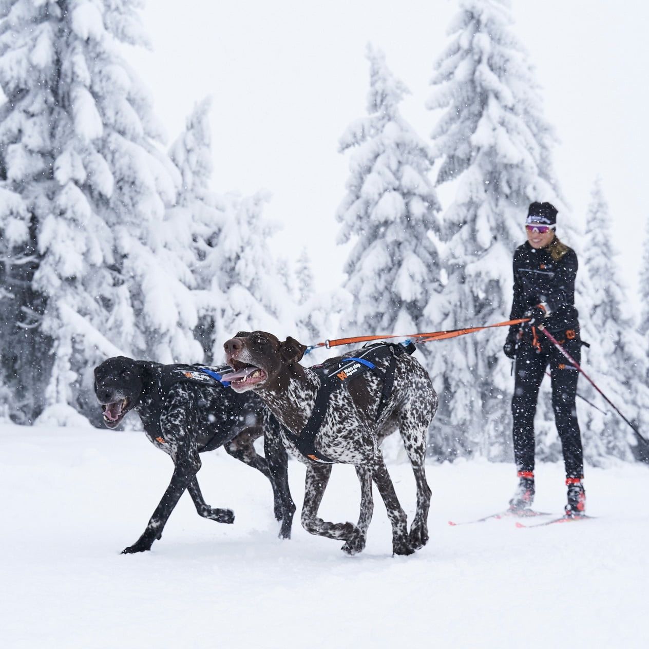 Bungee Leash Double – Guia Esportiva para Cães | Non-stop dogwear