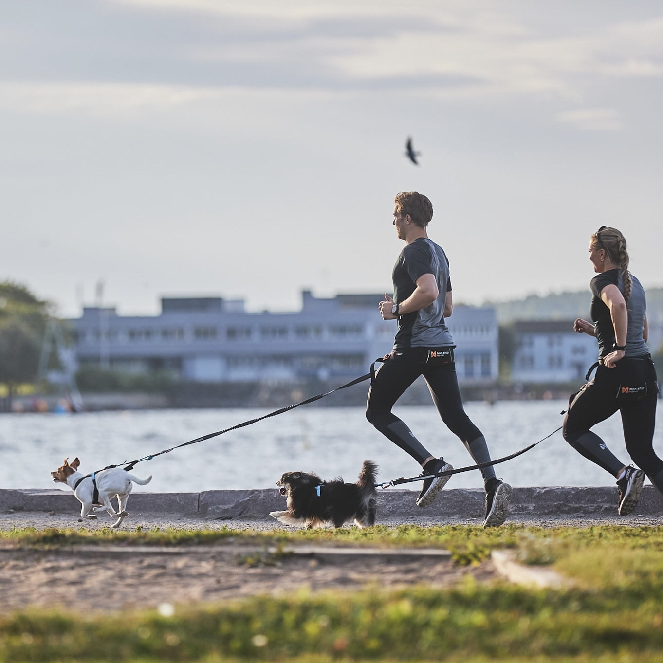 Touring Bungee Leash – Guia Esportiva para Cães | Non-stop dogwear