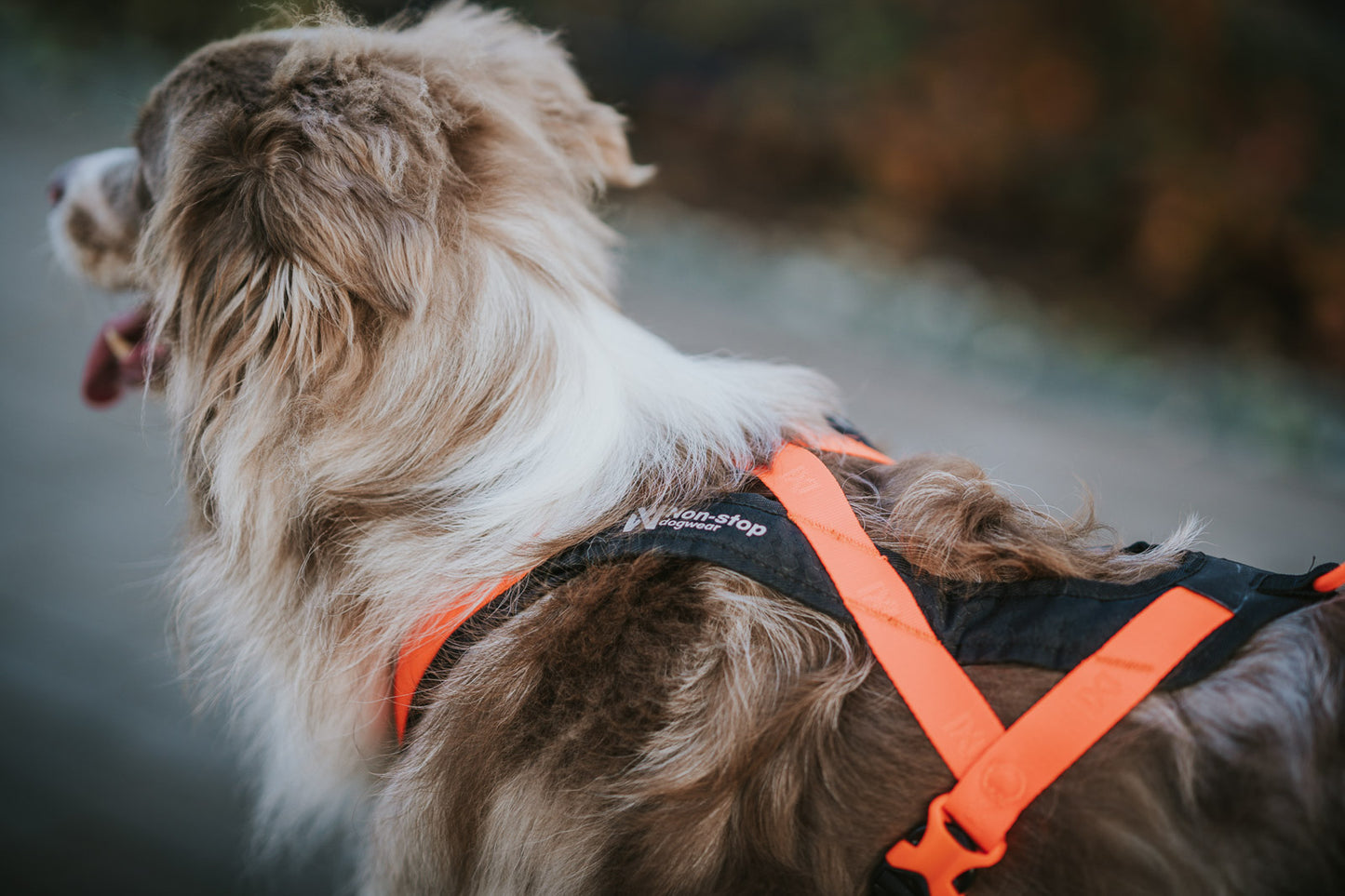 Rush Harness – Arnês para Canicross | Non-stop dogwear
