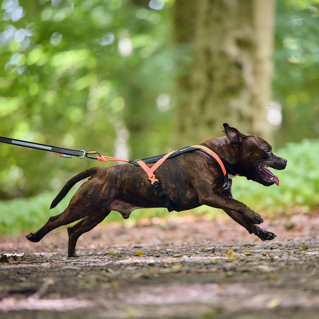 Rush Harness – Arnês para Canicross | Non-stop dogwear